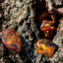 Amber & Oud Fragrance Oil - Zoom Thumbnail Media 1