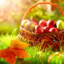 Autumn & Apple Orchard Fragrance Oil - Zoom Thumbnail Media 1