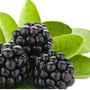Blackberry Sage Fragrance Oil - Zoom Thumbnail Media 1