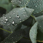 Eucalyptus Forest Fragrance Oil - Zoom Thumbnail Media 1