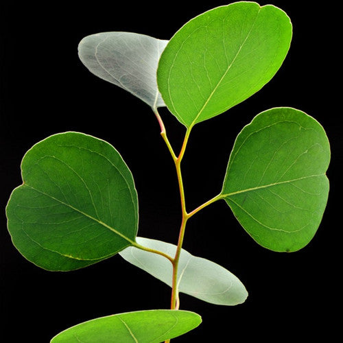 Eucalyptus Fragrance Oil - Zoom Media 1