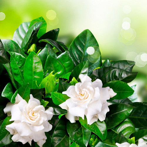 Gardenia Fragrance Oil - Zoom Media 1