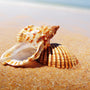 Golden Sands (Type) Fragrance Oil - Zoom Thumbnail Media 1