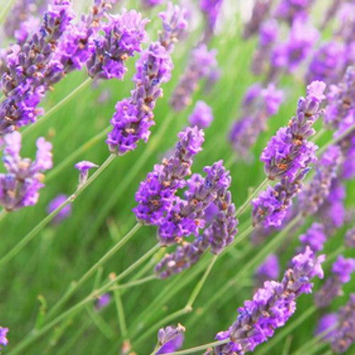 Lavender Vetiver Fragrance Oil - Zoom Media 1