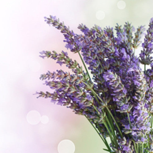 Lavender Fragrance Oil - Zoom Media 1