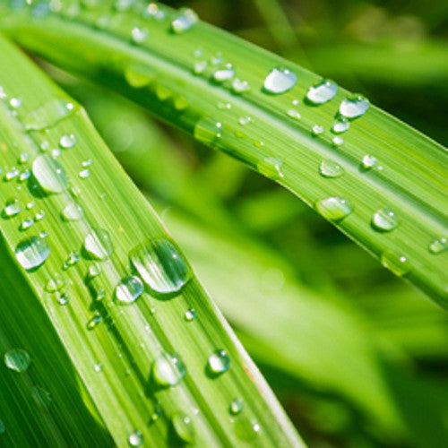 Lemongrass Fragrance Oil - Zoom Media 1
