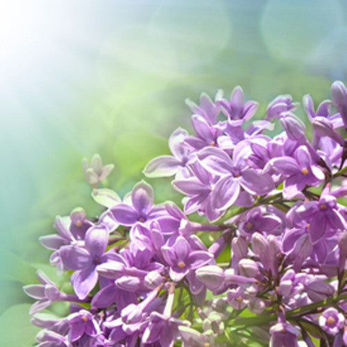 Garden Lilac Fragrance Oil - Zoom Media 1