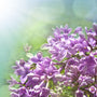 Garden Lilac Fragrance Oil - Zoom Thumbnail Media 1