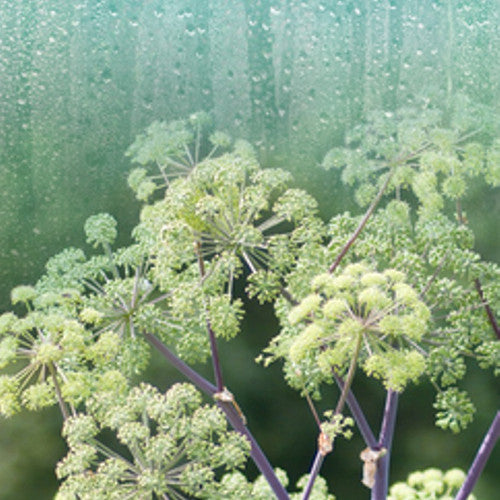 Rain & Angelica (Type) Fragrance Oil - Zoom Media 1