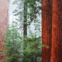 Redwood & Cedar Fragrance Oil - Zoom Thumbnail Media 1