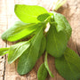 Sage Fragrance Oil - Zoom Thumbnail Media 1