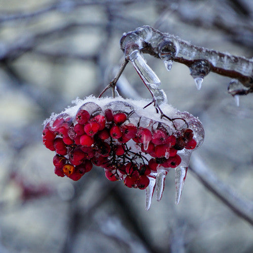 Snowberry Icicles Fragrance Oil - Zoom Media 1