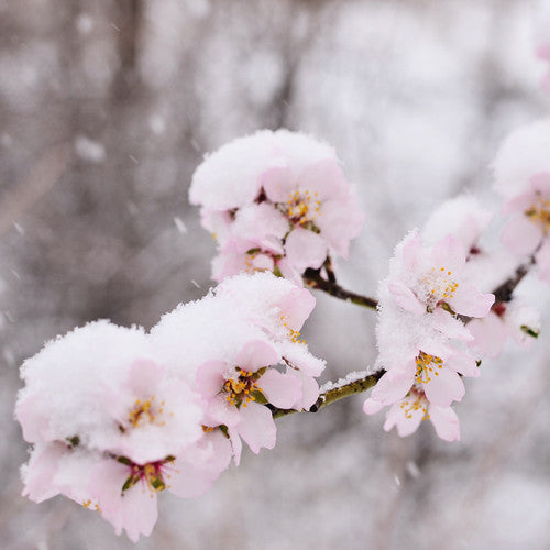 Sugarplum Blossom Fragrance Oil - Zoom Media 1