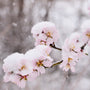 Sugarplum Blossom Fragrance Oil - Zoom Thumbnail Media 1
