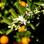 Sundrenched Blossom Fragrance Oil - Zoom Thumbnail Media 1