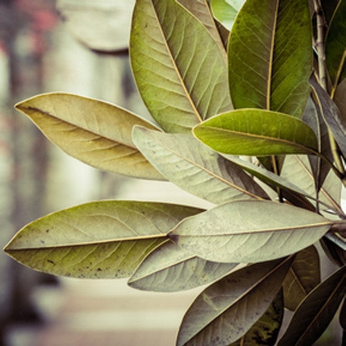 Tobacco & Bay Leaf Fragrance Oil - Zoom Media 1