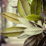 Tobacco & Bay Leaf Fragrance Oil - Zoom Thumbnail Media 1