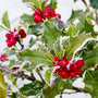 Winter Berry Fragrance Oil - Zoom Thumbnail Media 1
