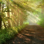 Woodland Foliage Fragrance Oil - Zoom Thumbnail Media 1