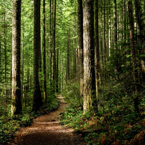 Woods & Earth Fragrance Oil - Zoom Media 1