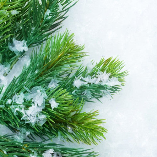 Balsam Fir Fragrance Oil - Zoom Media 1