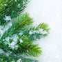 Balsam Fir Fragrance Oil - Zoom Thumbnail Media 1