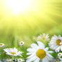 Chamomile Fragrance Oil - Zoom Thumbnail Media 1