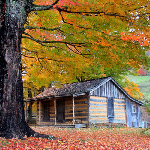 Cozy Cabin Fragrance Oil - Zoom Media 1