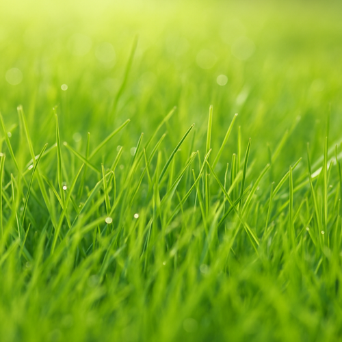 Fresh Cut Grass Fragrance Note - Zoom Media 1