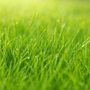 Fresh Cut Grass Fragrance Note - Zoom Thumbnail Media 1