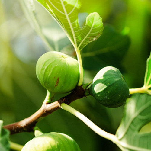 Fig Tree (Type) Fragrance Oil - Zoom Media 1
