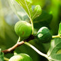 Fig Tree (Type) Fragrance Oil - Zoom Thumbnail Media 1