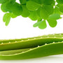 Green Clover & Aloe (Type) Fragrance Oil - Zoom Thumbnail Media 1