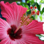 Hawaiian Pink Hibiscus (Type) Fragrance Oil - Zoom Thumbnail Media 1