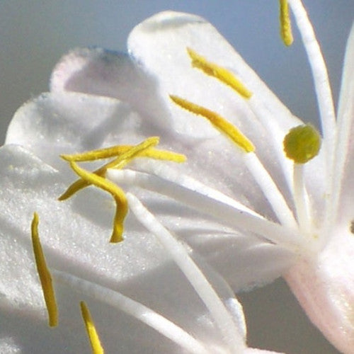 Honeysuckle Fragrance Oil - Zoom Media 1