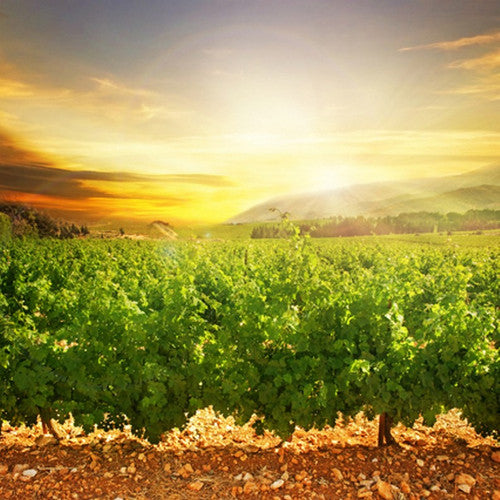 Napa Valley Sunset (Type) Fragrance Oil - Zoom Media 1