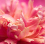 Peony Fragrance Oil - Zoom Thumbnail Media 1
