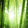 Rainforest Sugarcane (Type) Fragrance Oil - Zoom Thumbnail Media 1