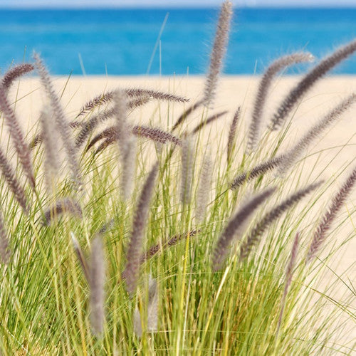 Seagrass & Sage Fragrance Oil - Zoom Media 1