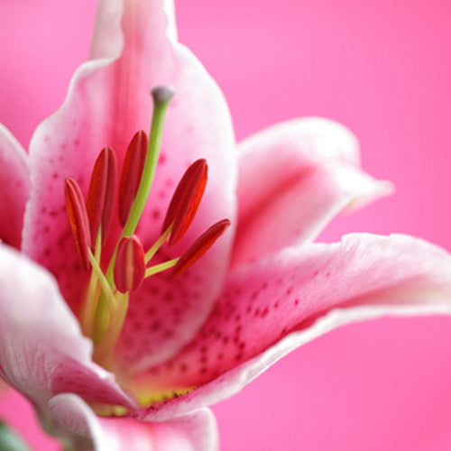 Stargazer Lily Fragrance Oil - Zoom Media 1