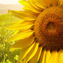 Sunflower Fragrance Oil - Zoom Thumbnail Media 1