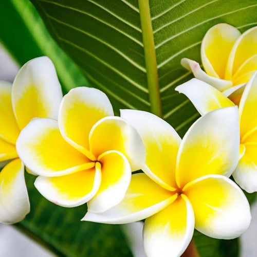 Tropical Plumeria Fragrance Oil - Zoom Media 1