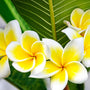 Tropical Plumeria Fragrance Oil - Zoom Thumbnail Media 1