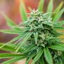 Cannabis Flower Fragrance Oil - Zoom Thumbnail Media 1