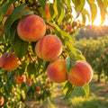 Georgia Peach Fragrance Oil