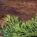 Black Cedarwood & Juniper (Type) Fragrance Oil