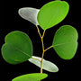 Eucalyptus Fragrance Oil - Zoom Thumbnail Media 1