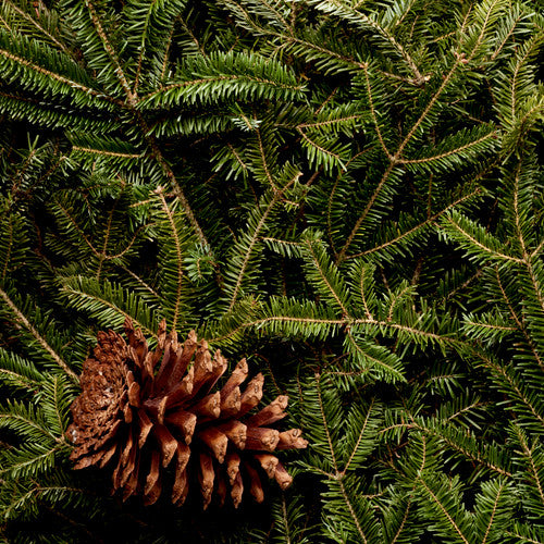 Frasier Fir (Type) Fragrance Oil - Zoom Media 1