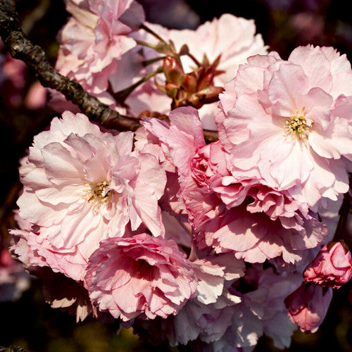 Japanese Cherry Blossom (Type) Fragrance Oil - Zoom Media 1