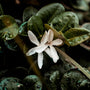 Jasmine Santal Fragrance Oil - Zoom Thumbnail Media 1